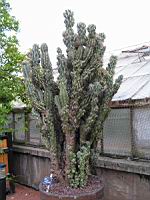 Cactus - Cereus Repandus f. Monstruosus (fam Cactecees) (Venezuela) (3) (Photo F. Mrugala)